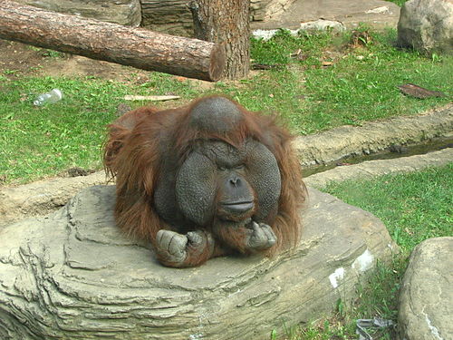 Bornean orangutan